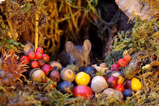 Thấy chuột chạy lăng quăng trong vườn, chàng nhiếp ảnh gia không tóm gọn mà làm một việc kéo cả làng chuột đến ở - Ảnh 17.