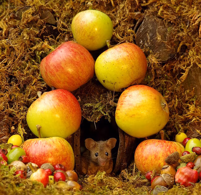 Thấy chuột chạy lăng quăng trong vườn, chàng nhiếp ảnh gia không tóm gọn mà làm một việc kéo cả làng chuột đến ở - Ảnh 8. Thấy chuột chạy lăng quăng trong vườn, chàng nhiếp ảnh gia không tóm gọn mà làm một việc kéo cả làng chuột đến ở - Ảnh 8.