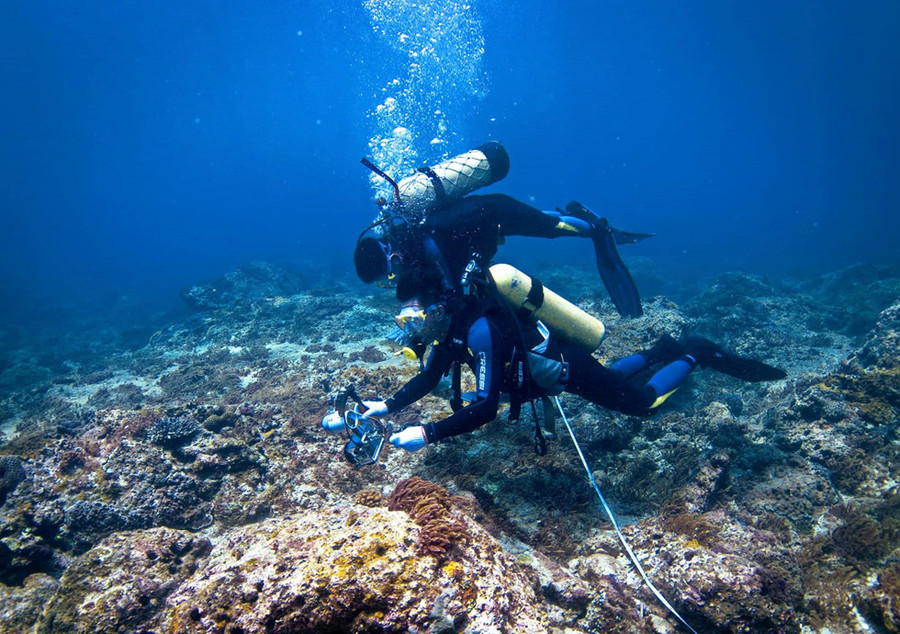 Chơi Tết, ai đã từng thấy san hô đen cực hiếm ở thủy cung Cồn Cỏ? - ảnh 3