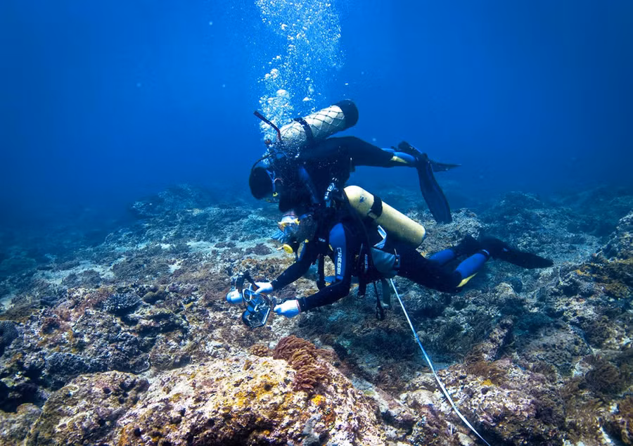 Chơi Tết, ai đã từng thấy san hô đen cực hiếm ở thủy cung Cồn Cỏ? - ảnh 3