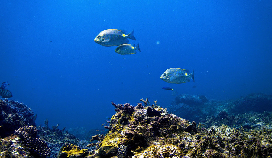 Chơi Tết, ai đã từng thấy san hô đen cực hiếm ở thủy cung Cồn Cỏ? - ảnh 7