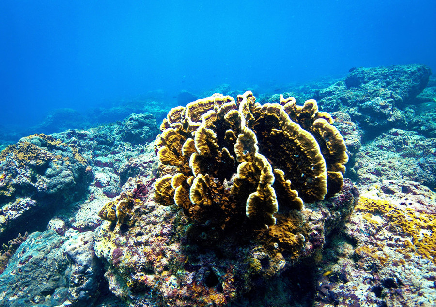 Chơi Tết, ai đã từng thấy san hô đen cực hiếm ở thủy cung Cồn Cỏ? - ảnh 9