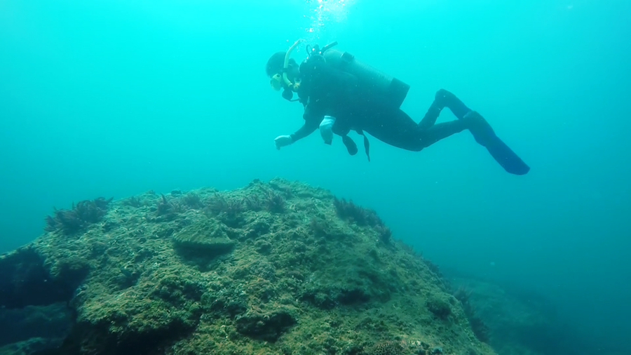 Ai đã từng thấy san hô đen cực hiếm ở thủy cung Cồn Cỏ? ảnh 10 Chơi Tết, ai đã từng thấy san hô đen cực hiếm ở thủy cung Cồn Cỏ? - ảnh 10