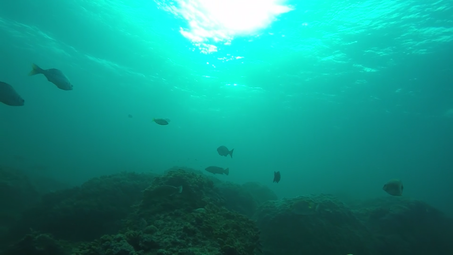 Chơi Tết, ai đã từng thấy san hô đen cực hiếm ở thủy cung Cồn Cỏ? - ảnh 5