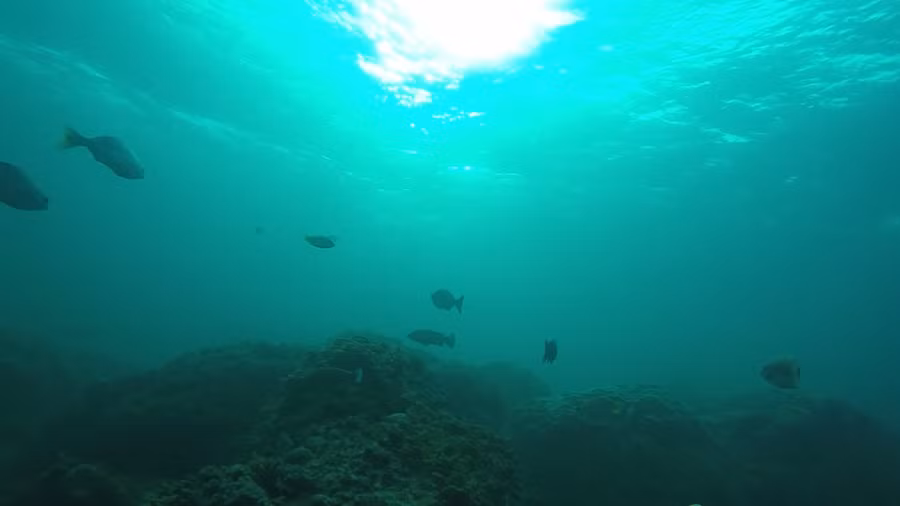 Chơi Tết, ai đã từng thấy san hô đen cực hiếm ở thủy cung Cồn Cỏ? - ảnh 5