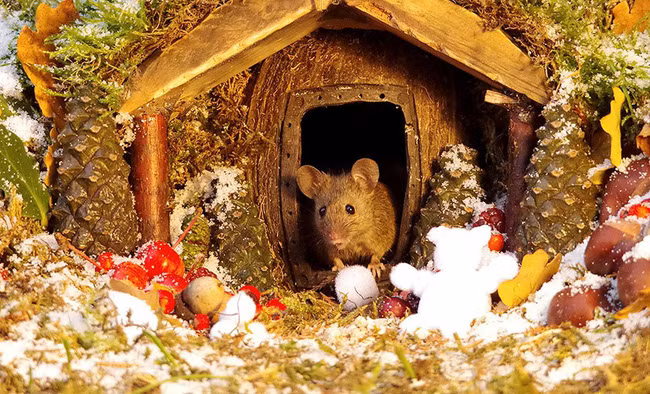 Thấy chuột chạy lăng quăng trong vườn, chàng nhiếp ảnh gia không tóm gọn mà làm một việc kéo cả làng chuột đến ở - Ảnh 15. Thấy chuột chạy lăng quăng trong vườn, chàng nhiếp ảnh gia không tóm gọn mà làm một việc kéo cả làng chuột đến ở - Ảnh 15.