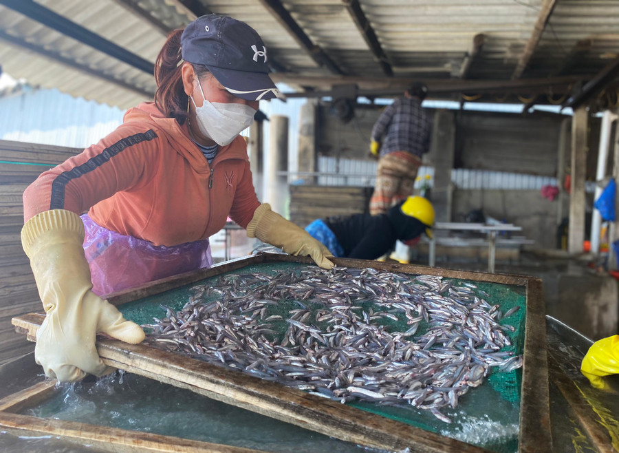 Cá cơm tươi vừa được thu mua từ các tàu đánh bắt trong vùng được những người phụ nữ rửa sạch sẽ và được cho cẩn thận vào khay để hấp. Cá cơm tươi vừa được thu mua từ các tàu đánh bắt trong vùng được những người phụ nữ rửa sạch sẽ và được cho cẩn thận vào khay để hấp.
