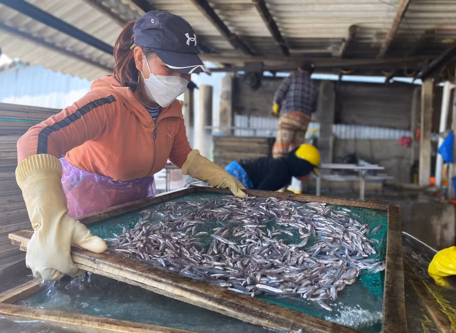 Cá cơm tươi vừa được thu mua từ các tàu đánh bắt trong vùng được những người phụ nữ rửa sạch sẽ và được cho cẩn thận vào khay để hấp.