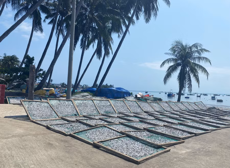 Cá cơm thành phẩm trong đó có cả loại 1 nắng được chọn lựa theo tiêu chí của thương lái: đẹp, không quá khô hoặc được loại bỏ phần đầu. Sau đó đóng gói và xuất đi các tỉnh tây nguyên như Gia Lai; Đăk Lăk hoặc xuất đi các thị trường Trung Quốc, Đài Loan, Malaysia...