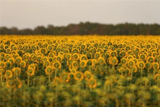 Cánh đồng hoa hướng dương gần Beausejour, Manitoba, Canada còn vài tuần nữa mới có thể thu hoạch.