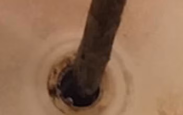 Người phụ nữ lôi "quái vật" dài 70cm lên từ cống thoát nước nhà tắm khiến cộng đồng mạng nổi da gà