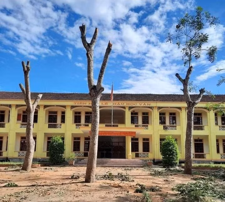 Hình ảnh 3 gốc xà cừ bị cắt trụi tại Trường THCS Cát Văn, huyện Thanh Chương, Nghệ An. Ảnh: Lương Văn.