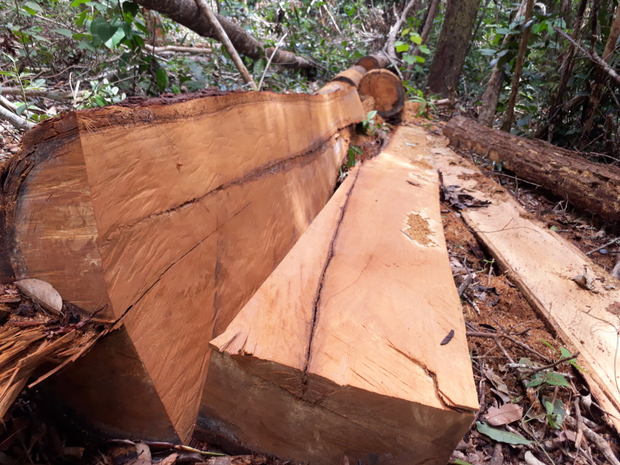 Gỗ bị xẻ thành hộp ngay tại hiện trường Gỗ bị xẻ thành hộp ngay tại hiện trường