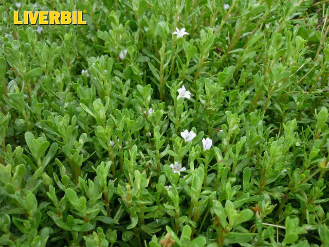 Rau đắng đất được coi là cây thuốc quí bởi sự lành tính và lợi ích tuyệt vời (nguồn ảnh: internet)