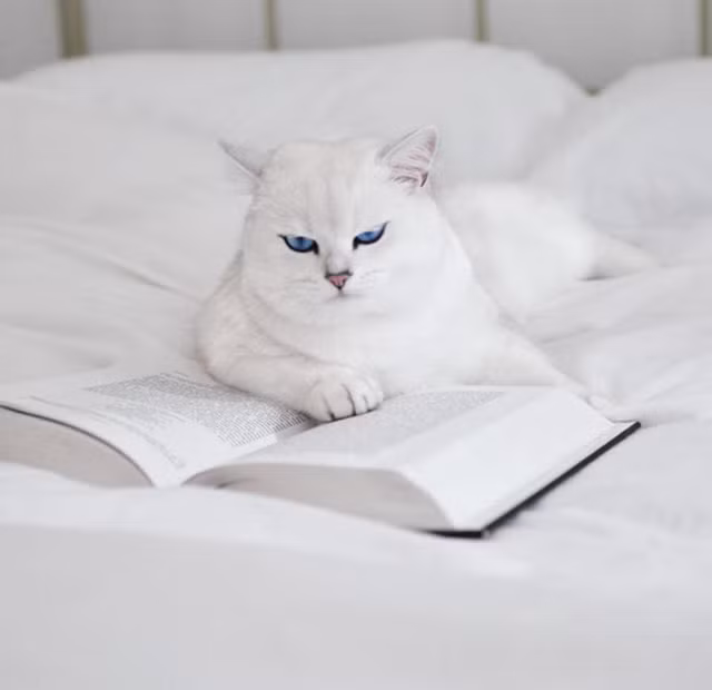 Nằm đọc sách theo phong cách quý tộc…