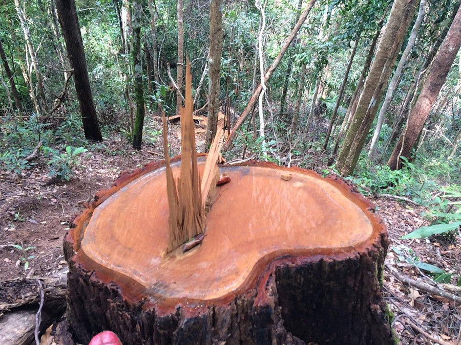 Dấu vết khai thác còn rất mới Dấu vết khai thác còn rất mới