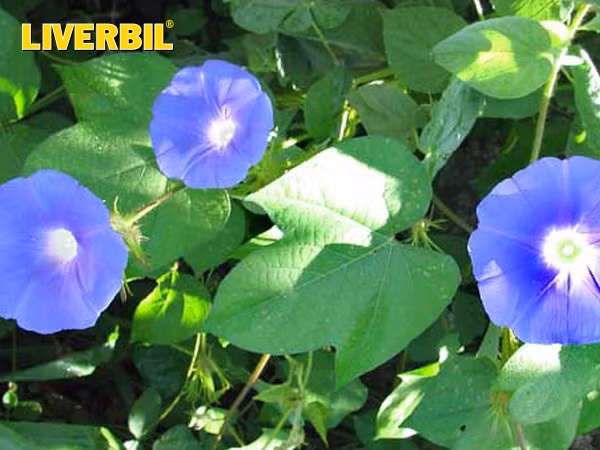 Bìm bìm biếc là cây thuốc được dùng phổ biến trong dân gian (nguồn ảnh: internet)