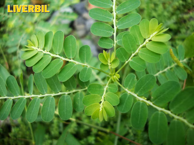 Cây chó đẻ răng cưa (diệp hạ châu) có tác dụng bảo vệ gan, giảm nguy cơ nhiễm độc gan (nguồn ảnh: internet)