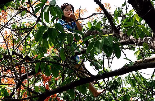 Hơn một giờ giải cứu cô gái ‘ngáo đá’ la hét trên cây - Hình 1