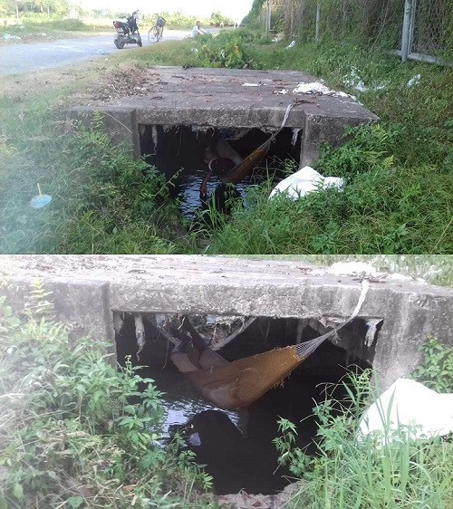 Cách tránh nóng của người thông minh.