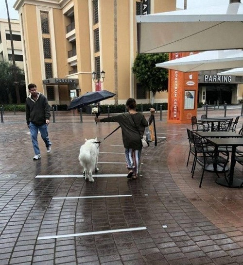 Sướng như cún. Che mưa che nắng.