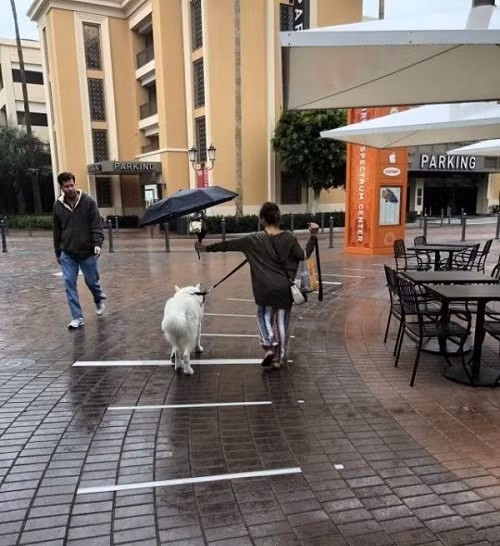 Che mưa che nắng.