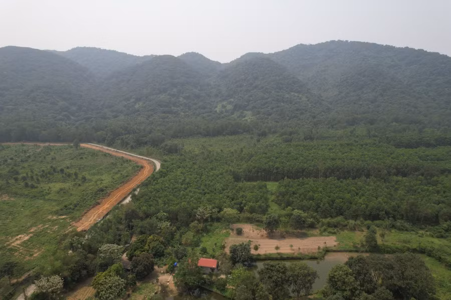 Rừng sến Tam Quy- nơi nghi ngờ phạm nhân Mai Văn Đệ lẩn trốn. (Ảnh: NT)