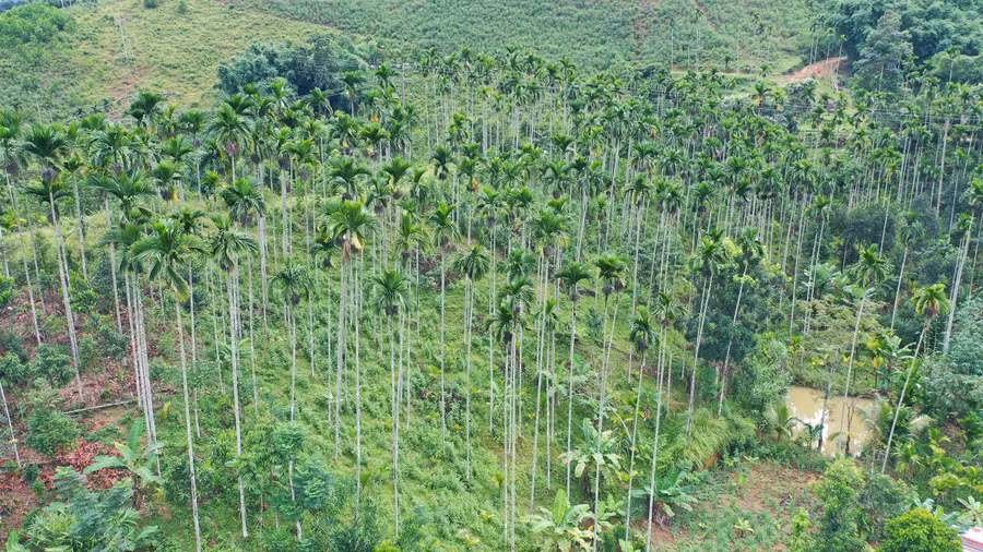 Ông Phạm Hồng Khuyến - Trưởng phòng NN&amp;PTNT huyện Sơn Tây cho biết, chính quyền đã tuyên truyền người dân không dùng chông lồ ô hay các vật sắc nhọn khác để tạo chướng ngại vật chống trộm cau, đến nay các cách làm trên đã không còn được bà con áp dụng. Theo đó, những 'bẫy' chông hiện nay được bà con giữ lại là để bảo vệ những cây cau giống.