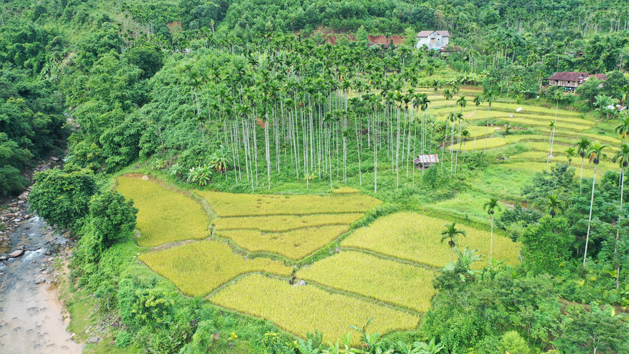 Huyện Sơn Tây có hơn 1020 ha cau, hơn một nửa diện tích cau đang cho trái. Thời điểm giá cao, mỗi buồng cau có thể bán được 300-400 nghìn đồng. Đây chính là "đích ngắm" của những kẻ trộm. Huyện Sơn Tây có hơn 1020 ha cau, hơn một nửa diện tích cau đang cho trái. Thời điểm giá cao, mỗi buồng cau có thể bán được 300-400 nghìn đồng. Đây chính là "đích ngắm" của những kẻ trộm.