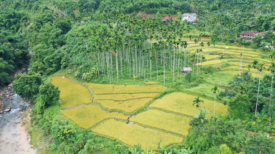 Huyện Sơn Tây có hơn 1020 ha cau, hơn một nửa diện tích cau đang cho trái. Thời điểm giá cao, mỗi buồng cau có thể bán được 300-400 nghìn đồng. Đây chính là "đích ngắm" của những kẻ trộm.