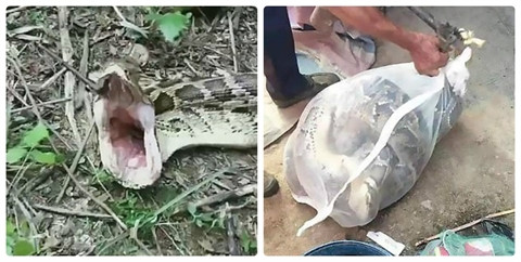 Mất đàn dê, người đàn ông tìm thấy  Mat dan de, nguoi dan ong tim thay