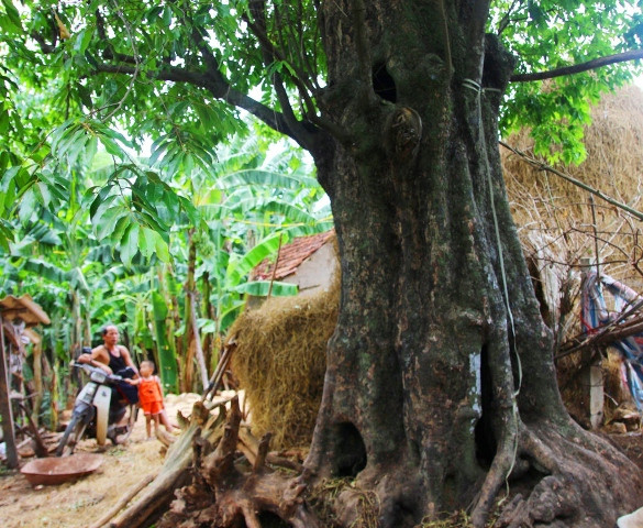 Chuyện lạ lùng nơi vườn chuyen la lung noi vuon