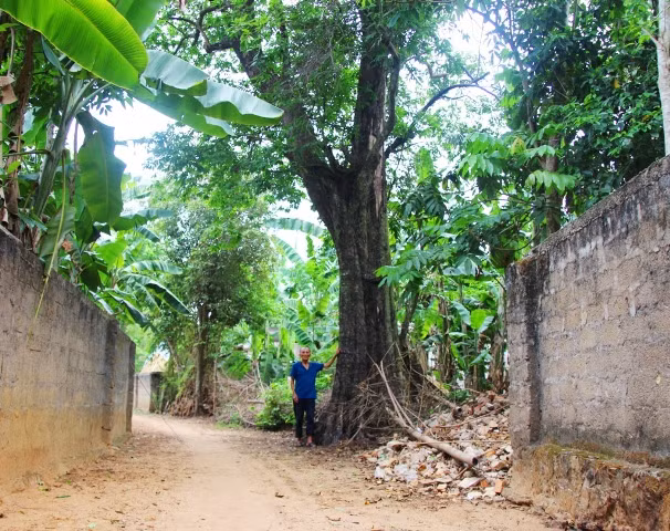 chuyen la lung noi vuon 