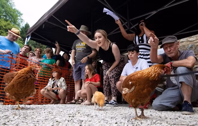 Xem gà “so găng” tại giải vô địch đua gà mái thế giới ảnh 9