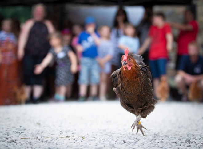 Xem gà “so găng” tại giải vô địch đua gà mái thế giới ảnh 10