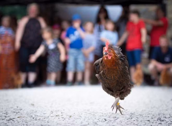 Xem gà “so găng” tại giải vô địch đua gà mái thế giới ảnh 10