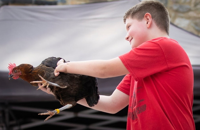 Xem gà “so găng” tại giải vô địch đua gà mái thế giới ảnh 6