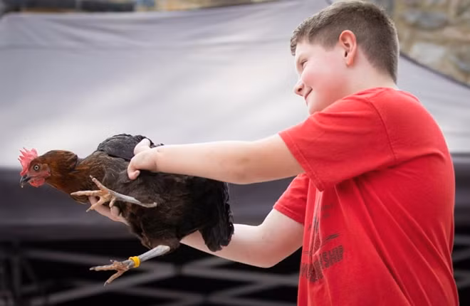 Xem gà “so găng” tại giải vô địch đua gà mái thế giới ảnh 6