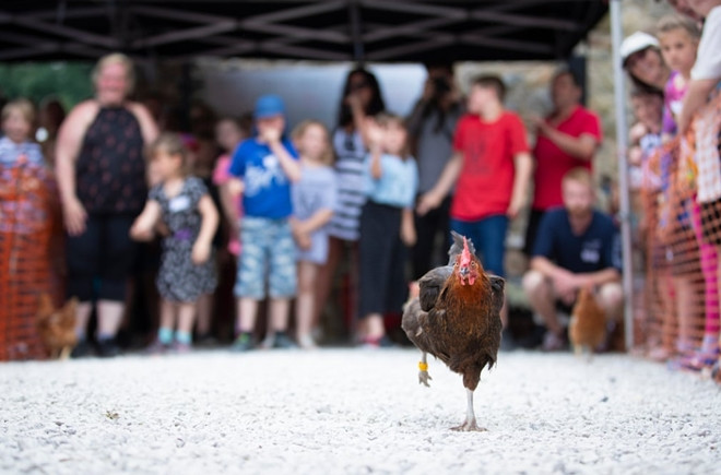 Xem gà “so găng” tại giải vô địch đua gà mái thế giới ảnh 3