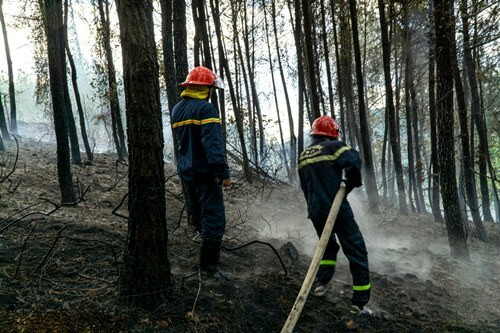 Cảnh sát phòng cháy kéo nước vào làm nguội rừng thông bị cháy. Ảnh: Hoàng Phước Cảnh sát phòng cháy kéo nước vào làm nguội rừng thông bị cháy. Ảnh: Hoàng Phước