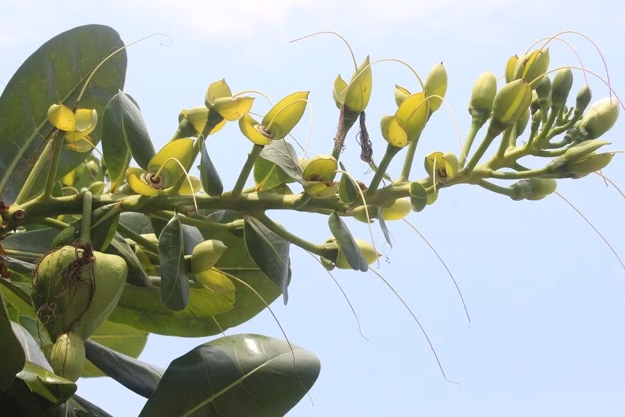 Keyword đầu tiên có dấu