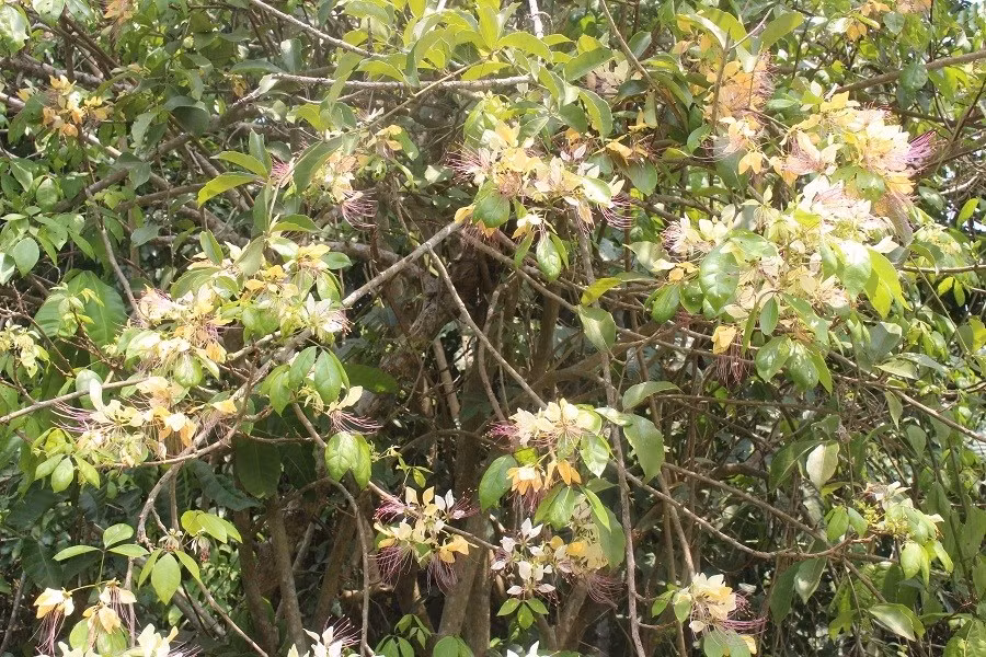 Keyword đầu tiên có dấu