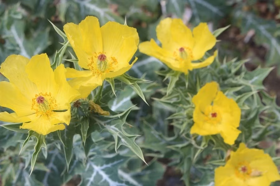 Keyword đầu tiên có dấu