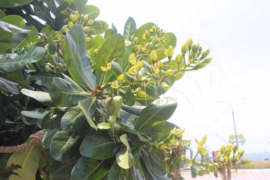 Keyword đầu tiên có dấu