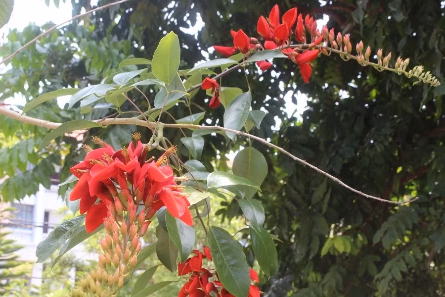 Keyword đầu tiên có dấu