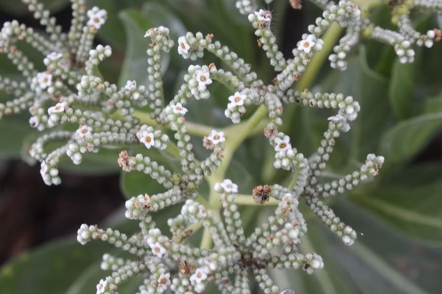 Keyword đầu tiên có dấu