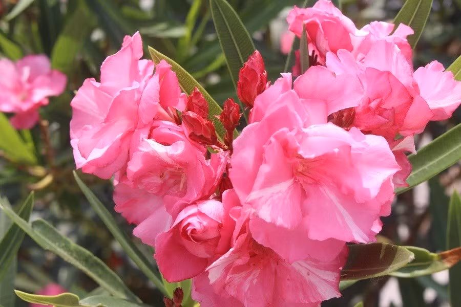 Keyword đầu tiên có dấu