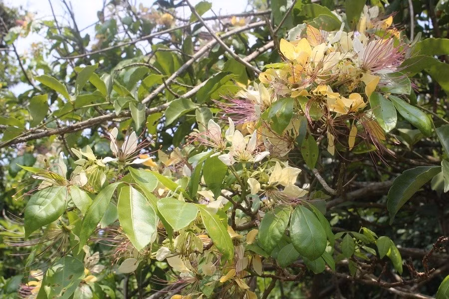 Keyword đầu tiên có dấu