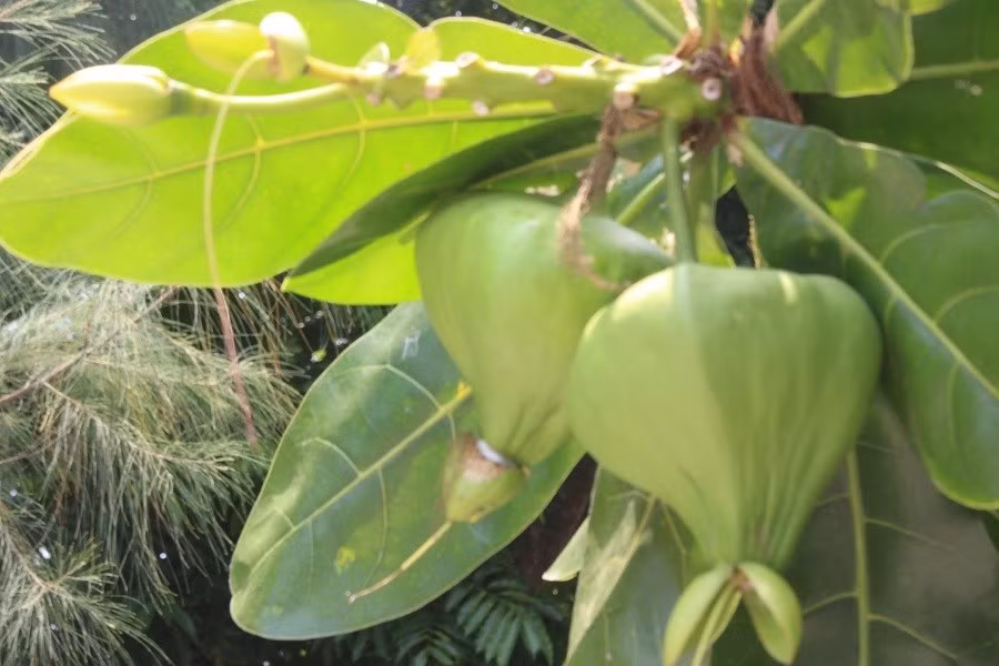 Keyword đầu tiên có dấu