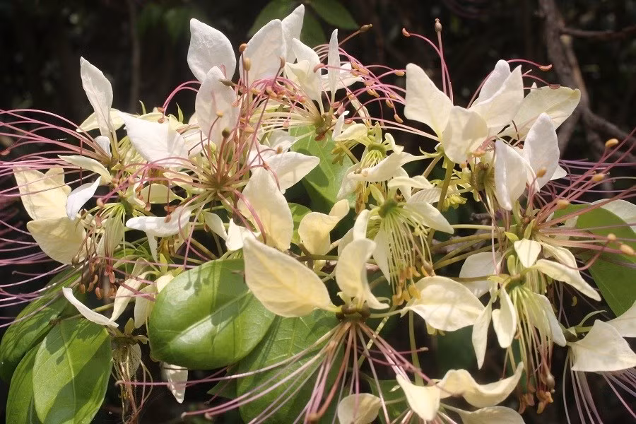 Keyword đầu tiên có dấu